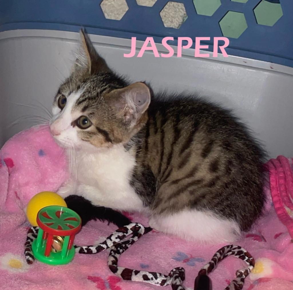 Jasper, a Adoptable mixed breed in Owatonna, MN image 3/6