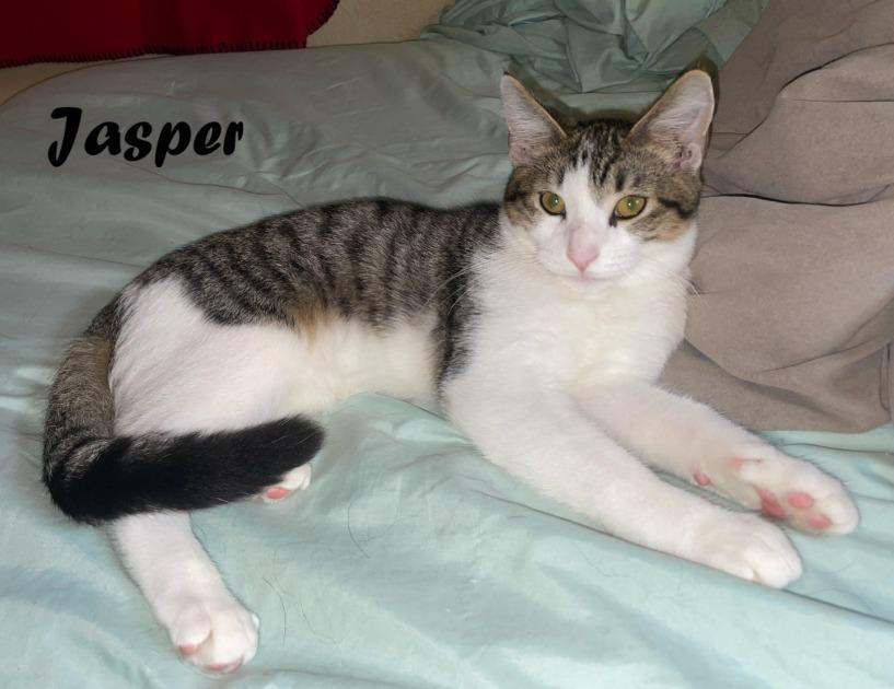 Enlarge Jasper, a Adoptable mixed breed in Owatonna, MN image 3/6