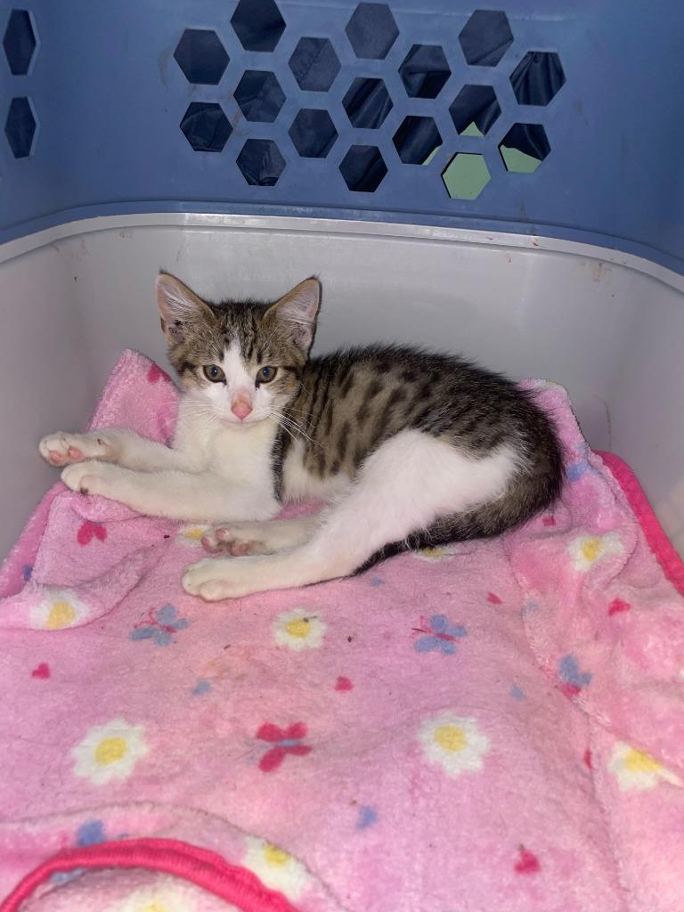 Jasper, a Adoptable mixed breed in Owatonna, MN image 5/6