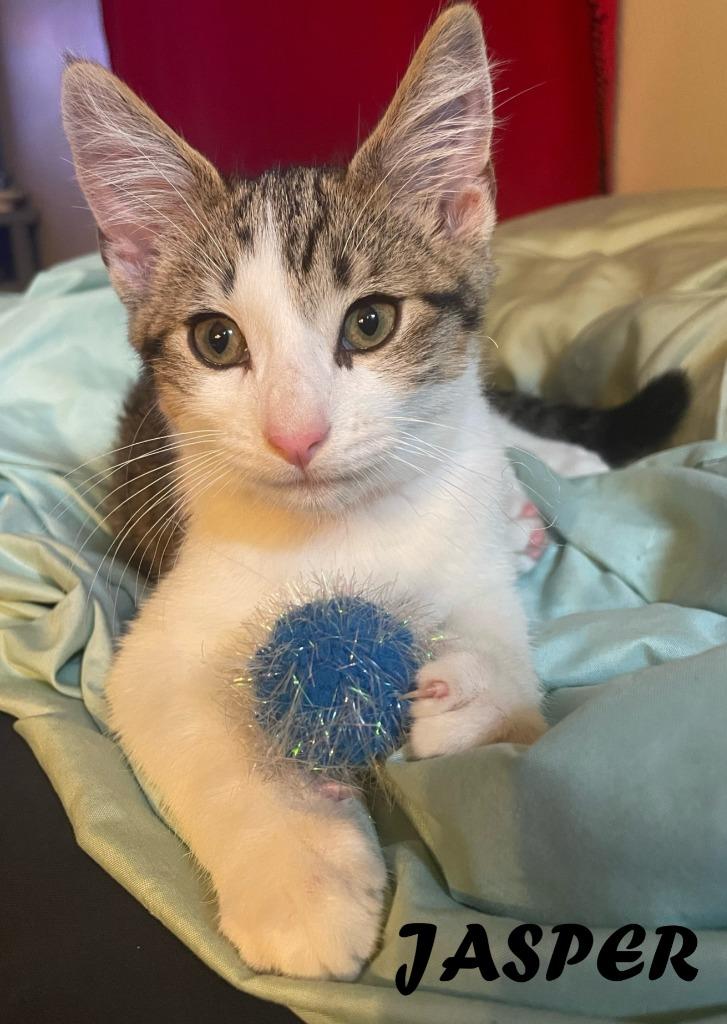 Jasper, a Adoptable mixed breed in Owatonna, MN image 6/6