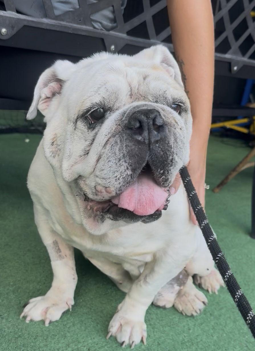 Bober, Adoptable, Senior Male English Bulldog.