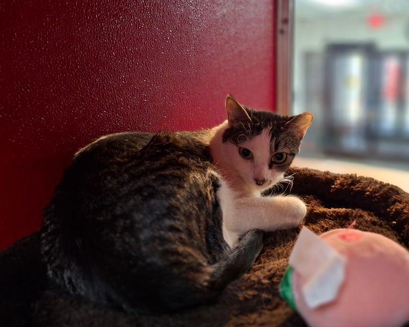 Willow, Adoptable, Adult Female Domestic Short Hair.