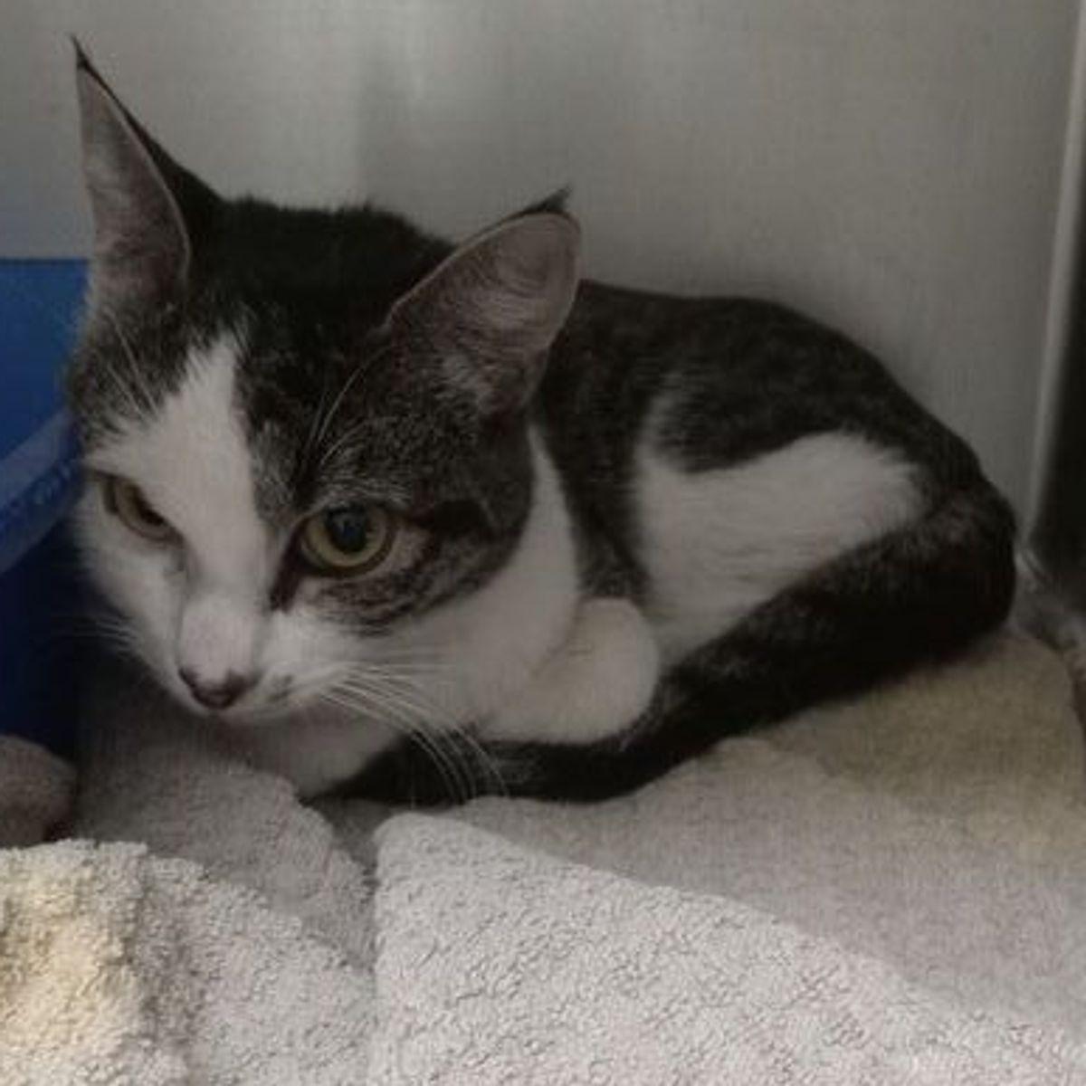 Willow, Adoptable, Adult Female Domestic Short Hair.