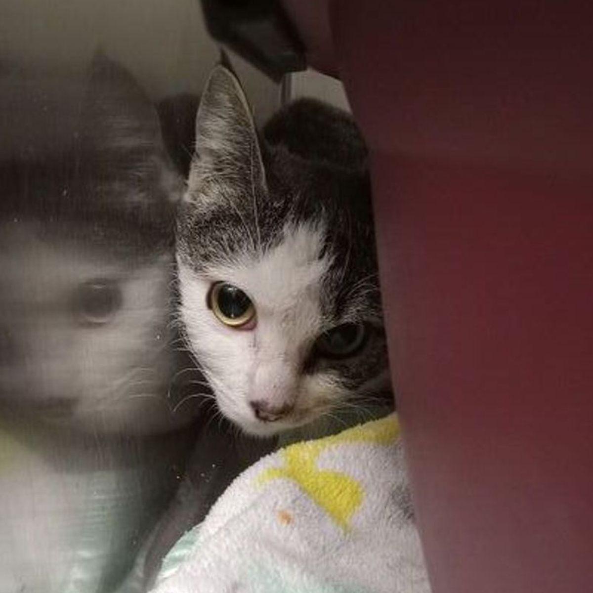 Enlarge Willow, a Adoptable Domestic Short Hair in Lake Havasu City, AZ image 2/2