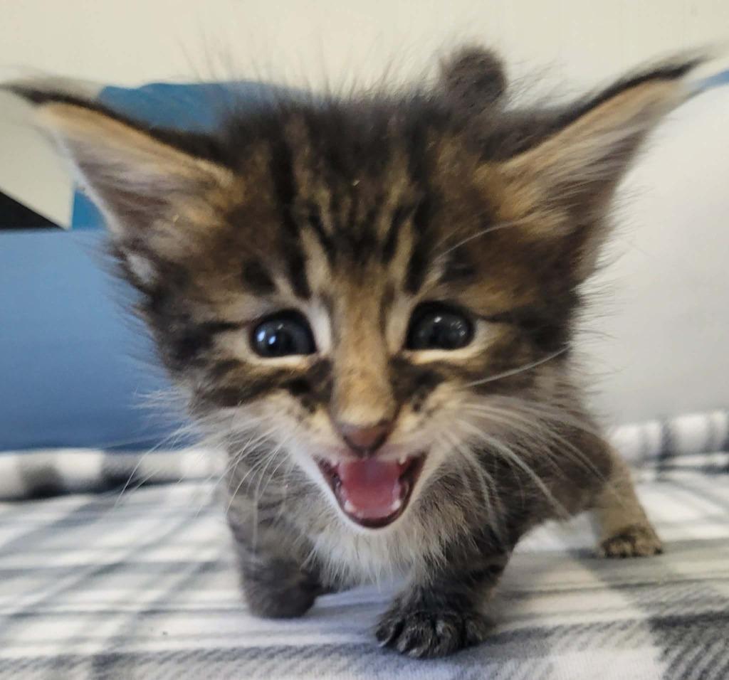 Frizz, Adoptable, Kitten Female Domestic Long Hair.