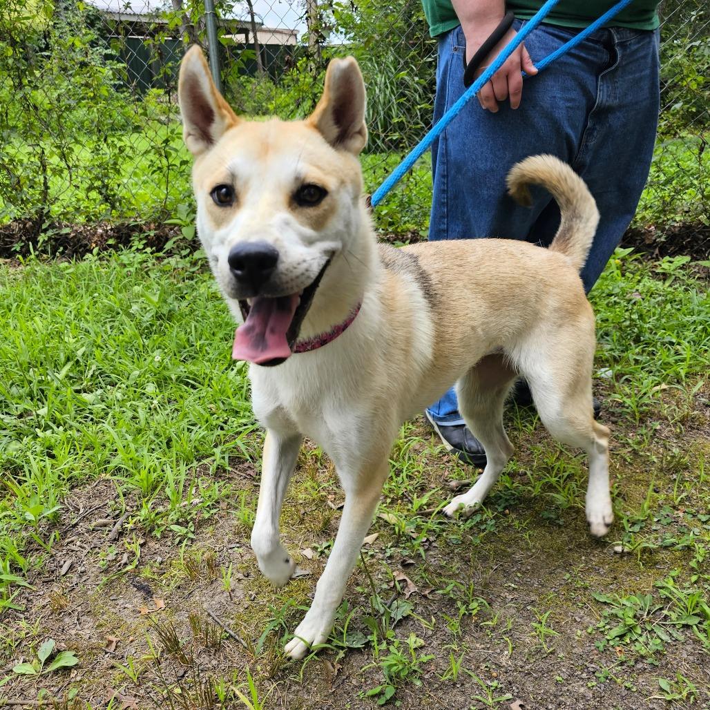 Skie, Adoptable, Adult Female Shar-Pei & Husky.
