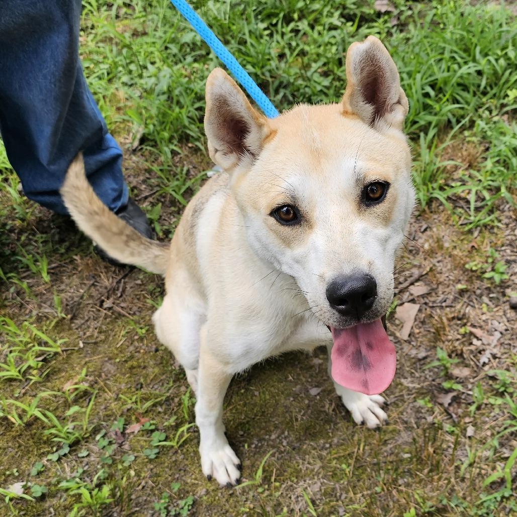 Enlarge Skie, a Adoptable mixed breed in Waldorf, MD image 2/6