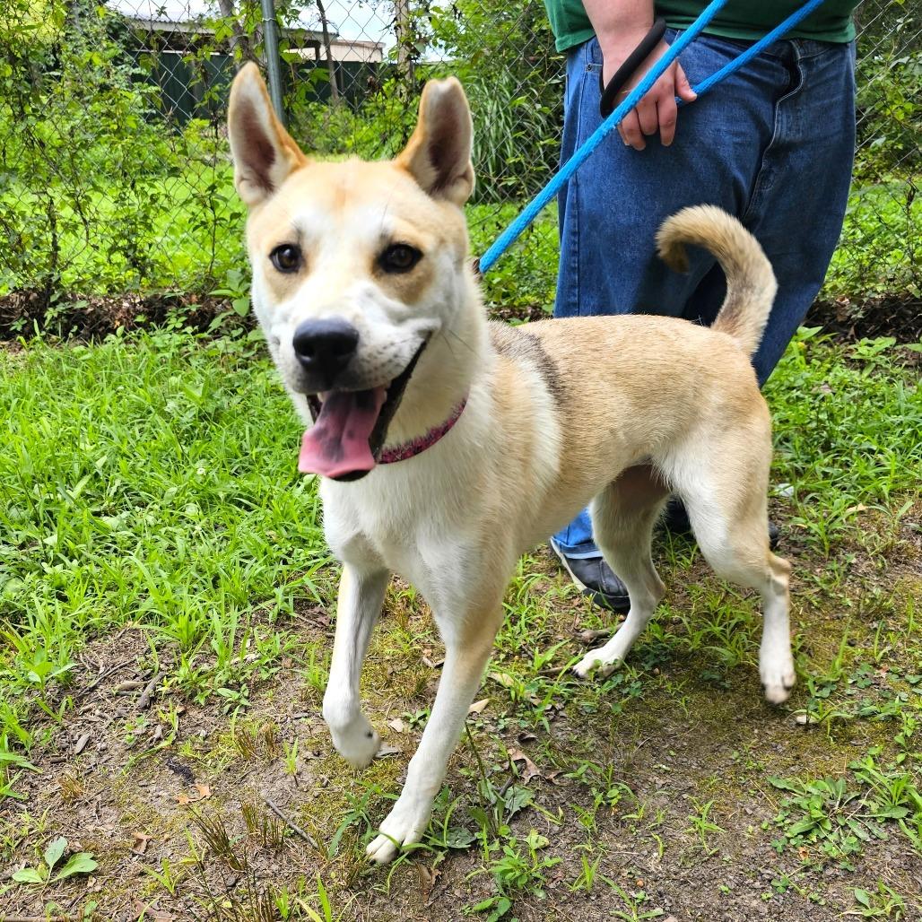 Enlarge Skie, a Adoptable mixed breed in Waldorf, MD image 3/6