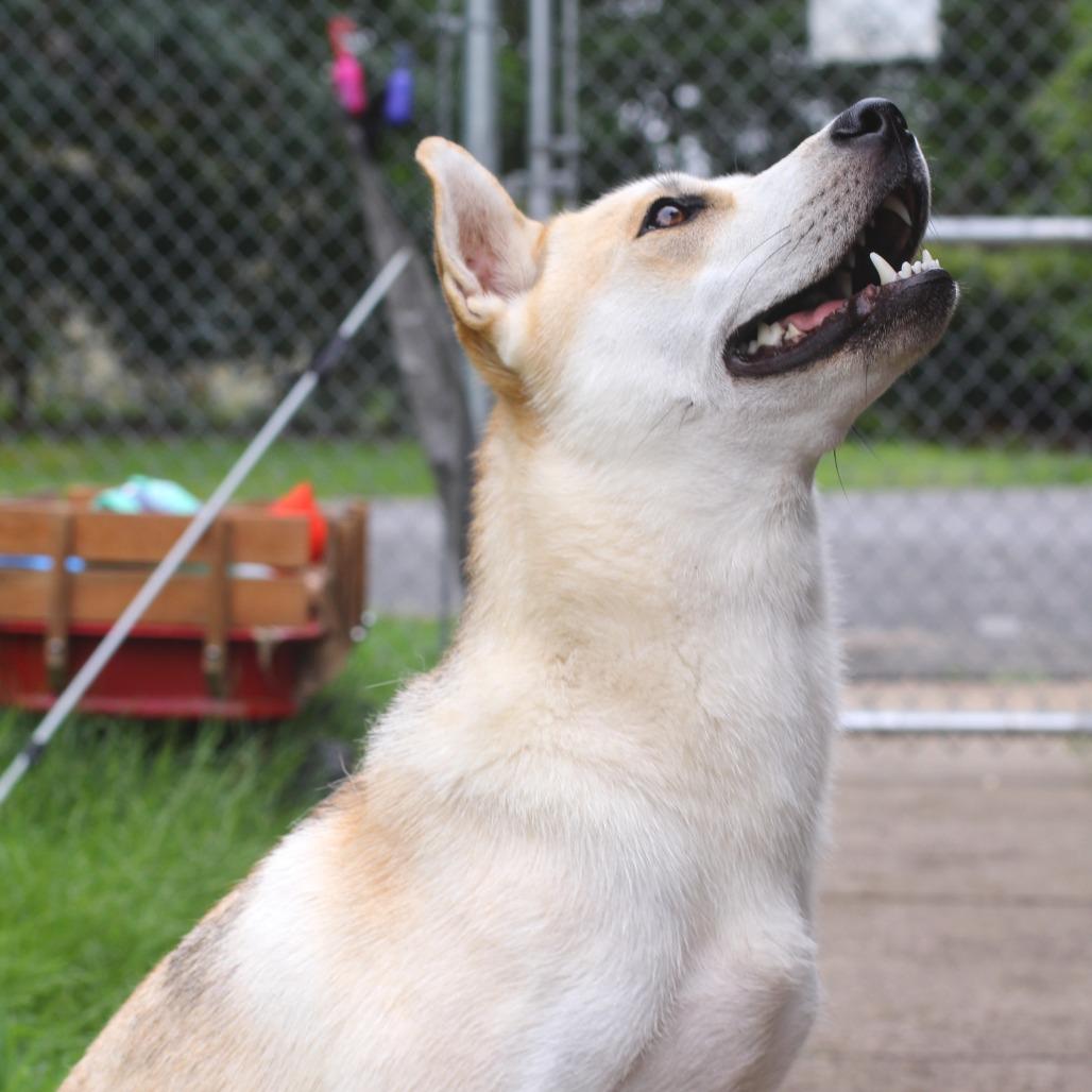 Enlarge Skie, a Adoptable mixed breed in Waldorf, MD image 4/6