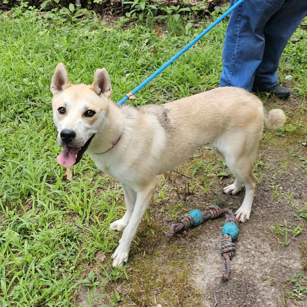Enlarge Skie, a Adoptable mixed breed in Waldorf, MD image 5/6