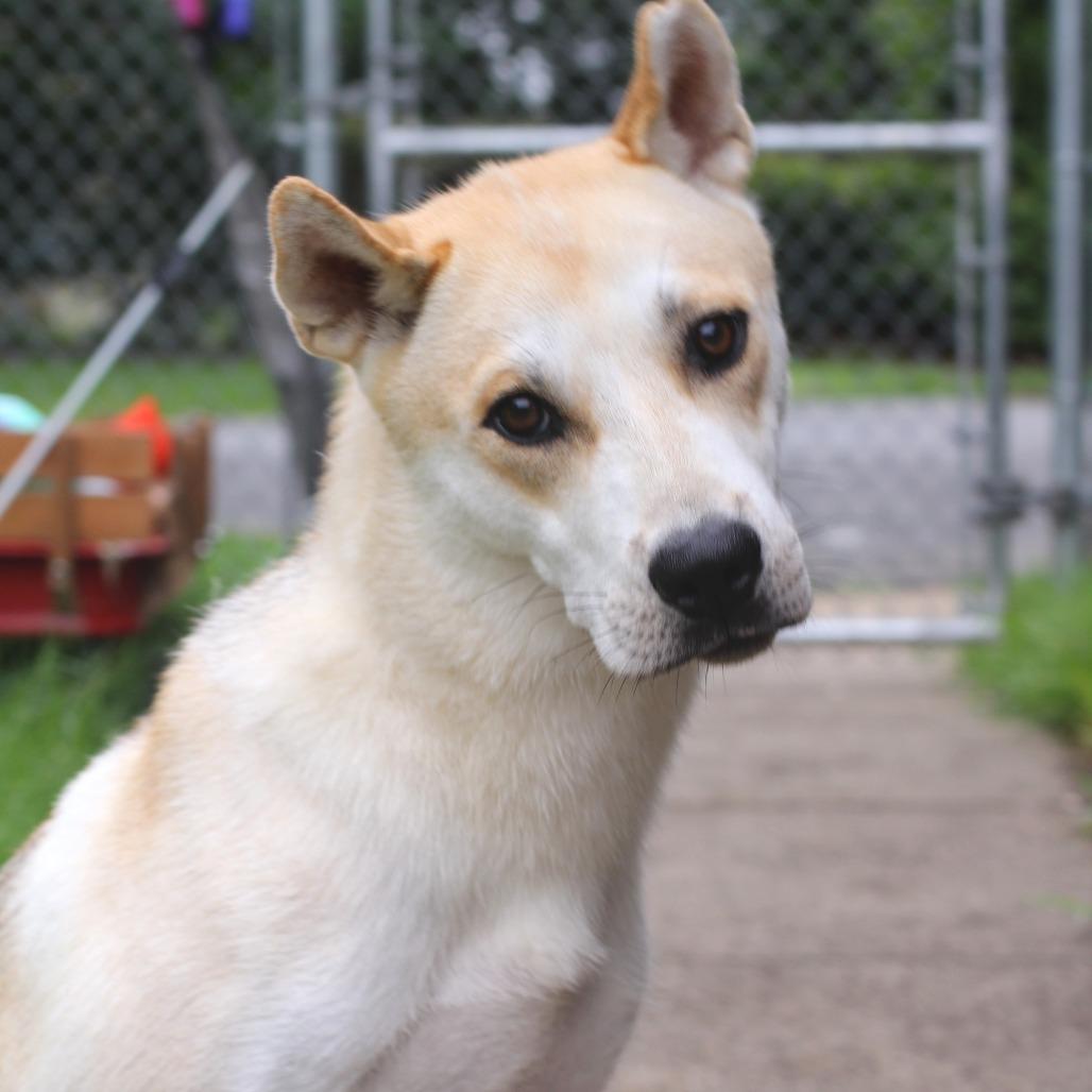 Enlarge Skie, a Adoptable mixed breed in Waldorf, MD image 6/6