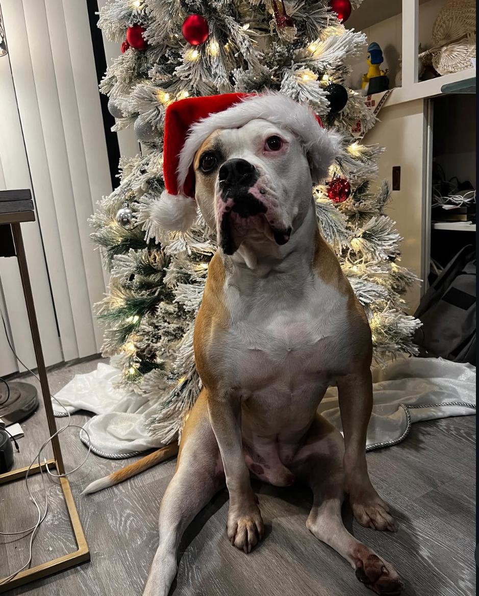 Cade, a Adoptable American Bulldog in Henderson, NV image 4/6