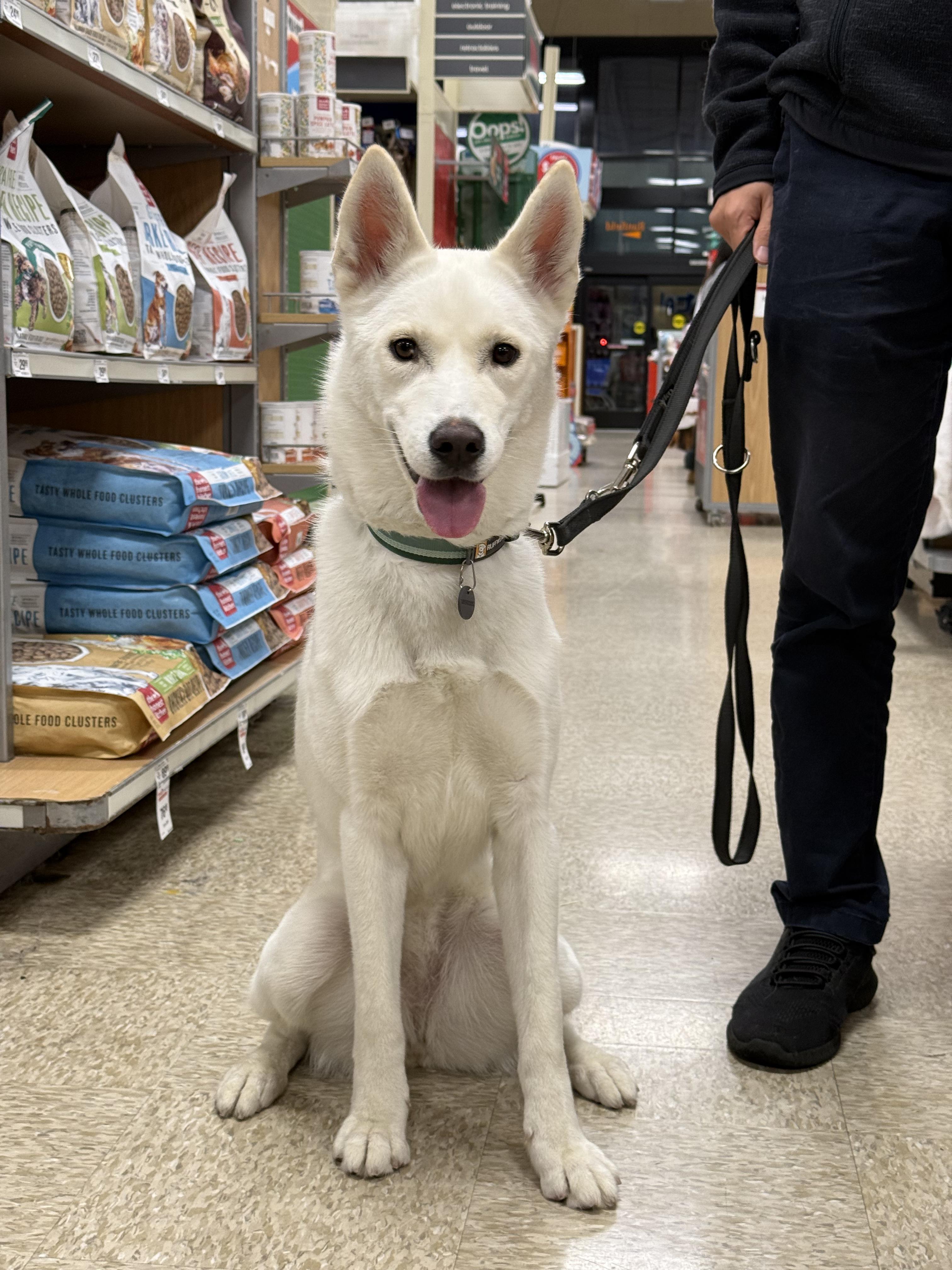 Ivy, Adoptable, Young Female German Shepherd Dog & Husky.