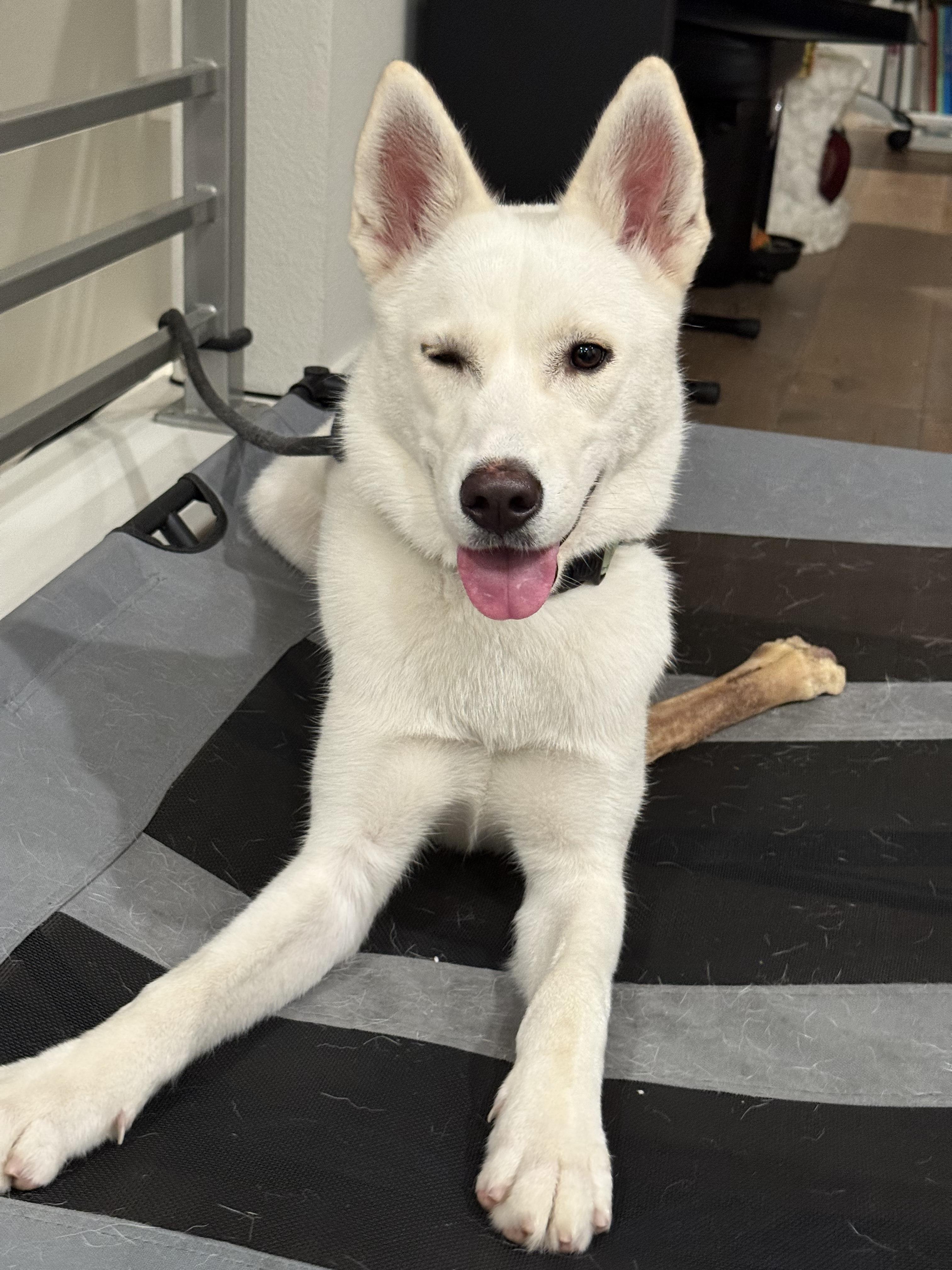 Ivy, a Adoptable mixed breed in San Mateo, CA image 1/5