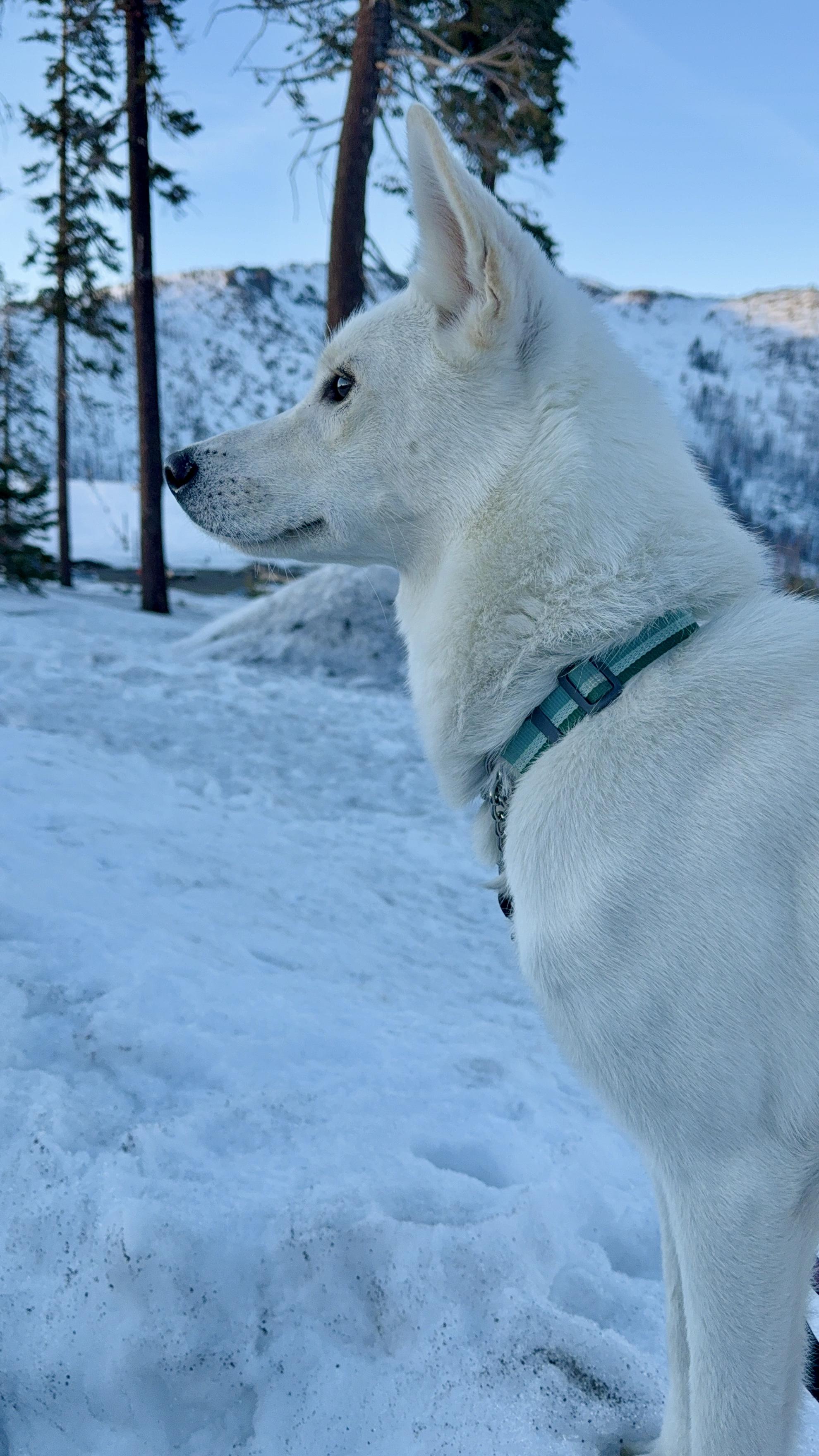 Enlarge Ivy, a Adoptable mixed breed in San Mateo, CA image 4/5
