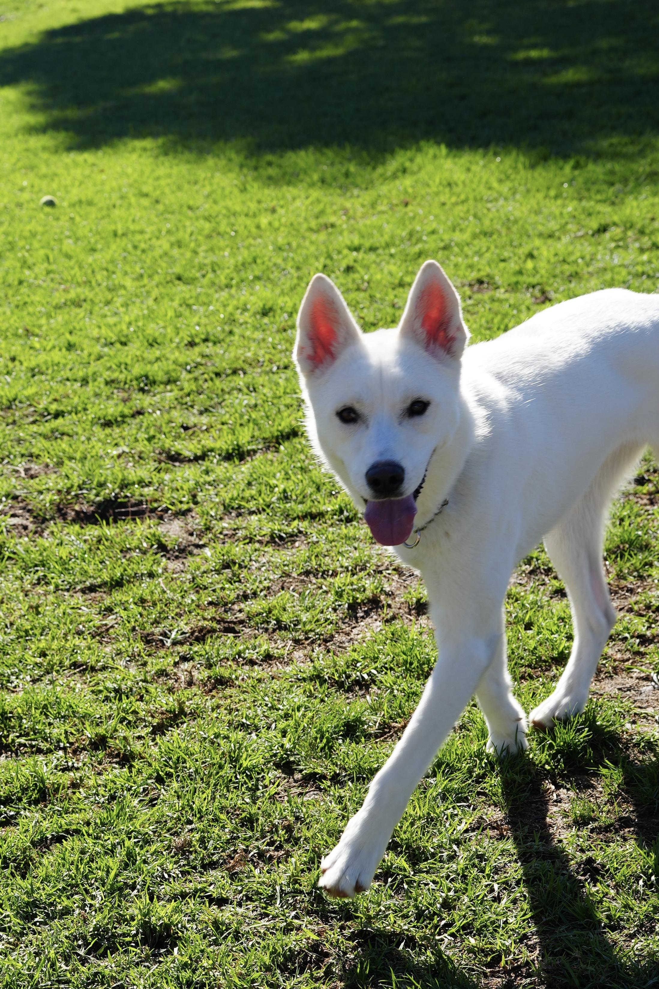 Enlarge Ivy, a Adoptable mixed breed in San Mateo, CA image 5/5