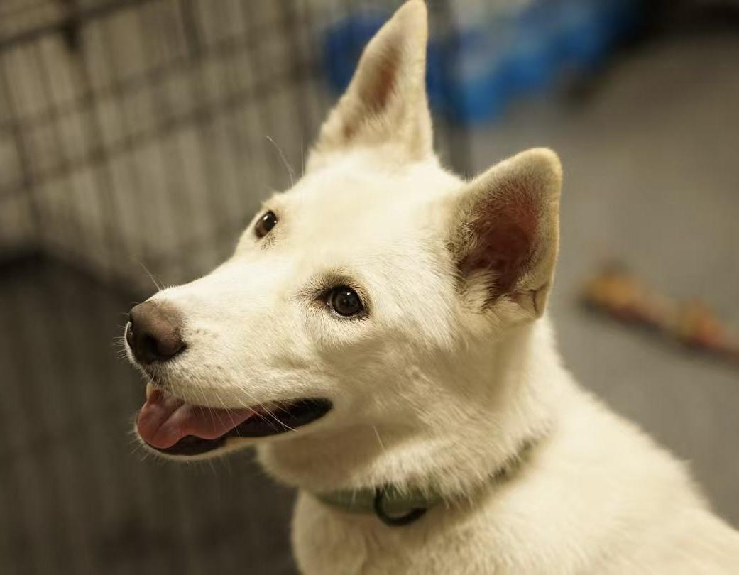 Ivy, a Adoptable mixed breed in San Mateo, CA image 3/5