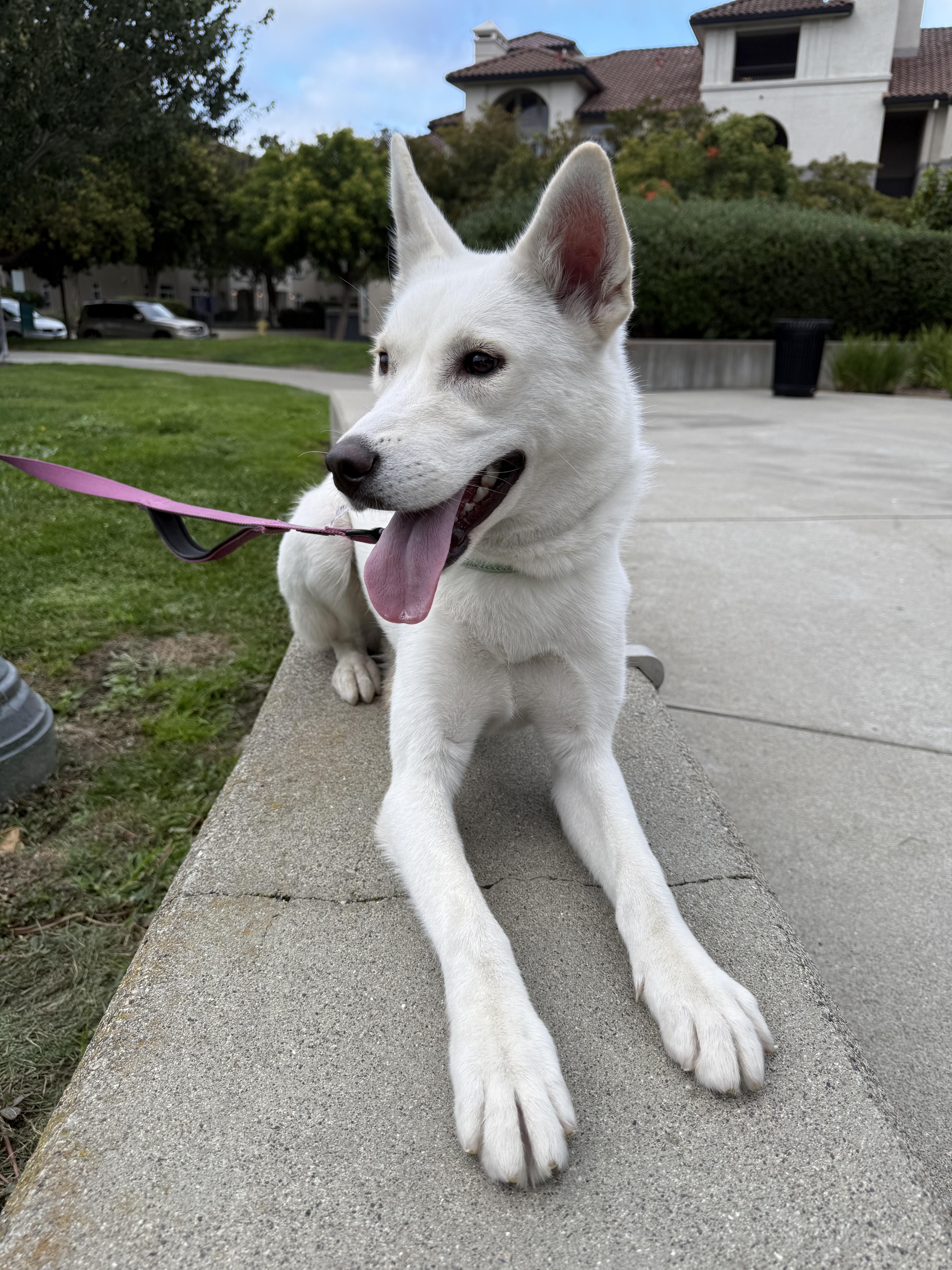 Ivy, a Adoptable mixed breed in San Mateo, CA image 5/5