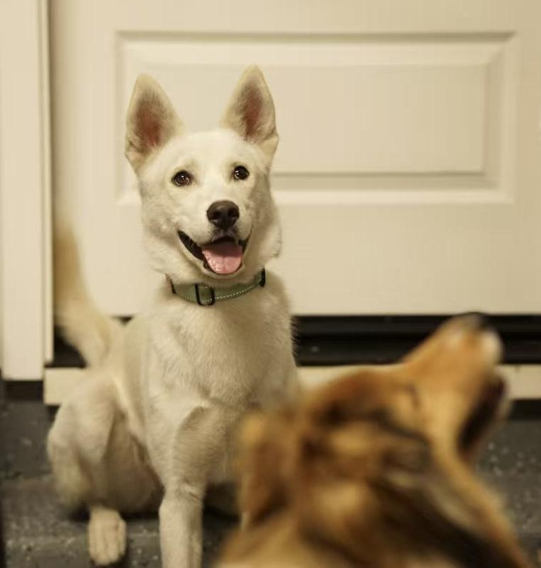 Ivy, a Adoptable mixed breed in San Mateo, CA image 2/5