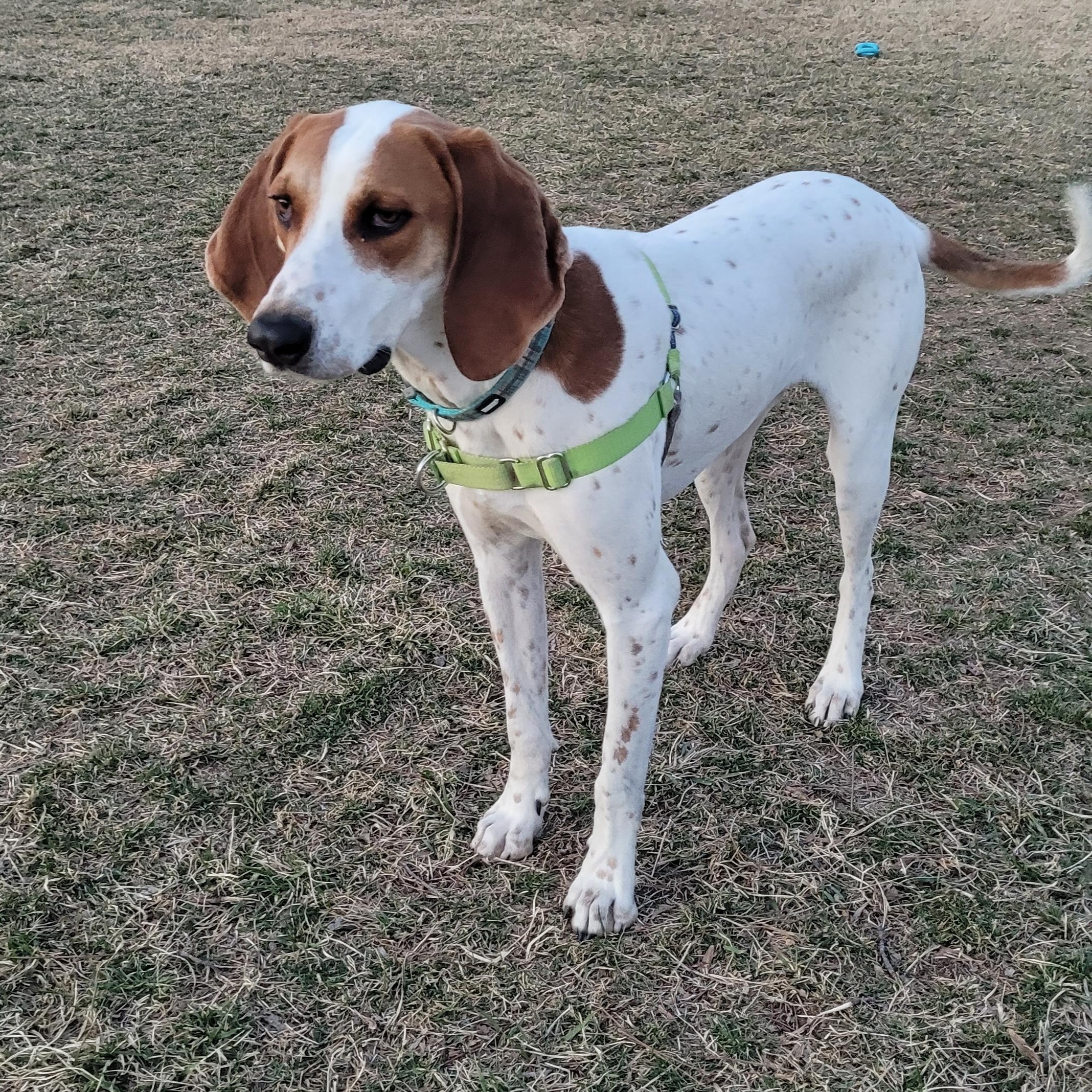 Kirby, Young Male American Foxhound
