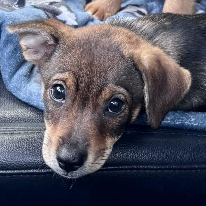 Enlarge Kira Puppy, a Adoptable Beagle in Lake Hopatcong, NJ image 1/3