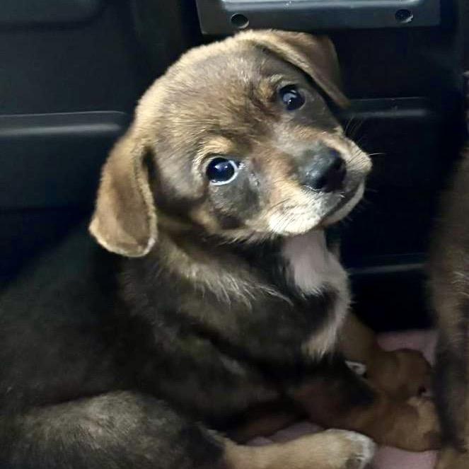 Enlarge Kira Puppy, a Adoptable Beagle in Lake Hopatcong, NJ image 3/3