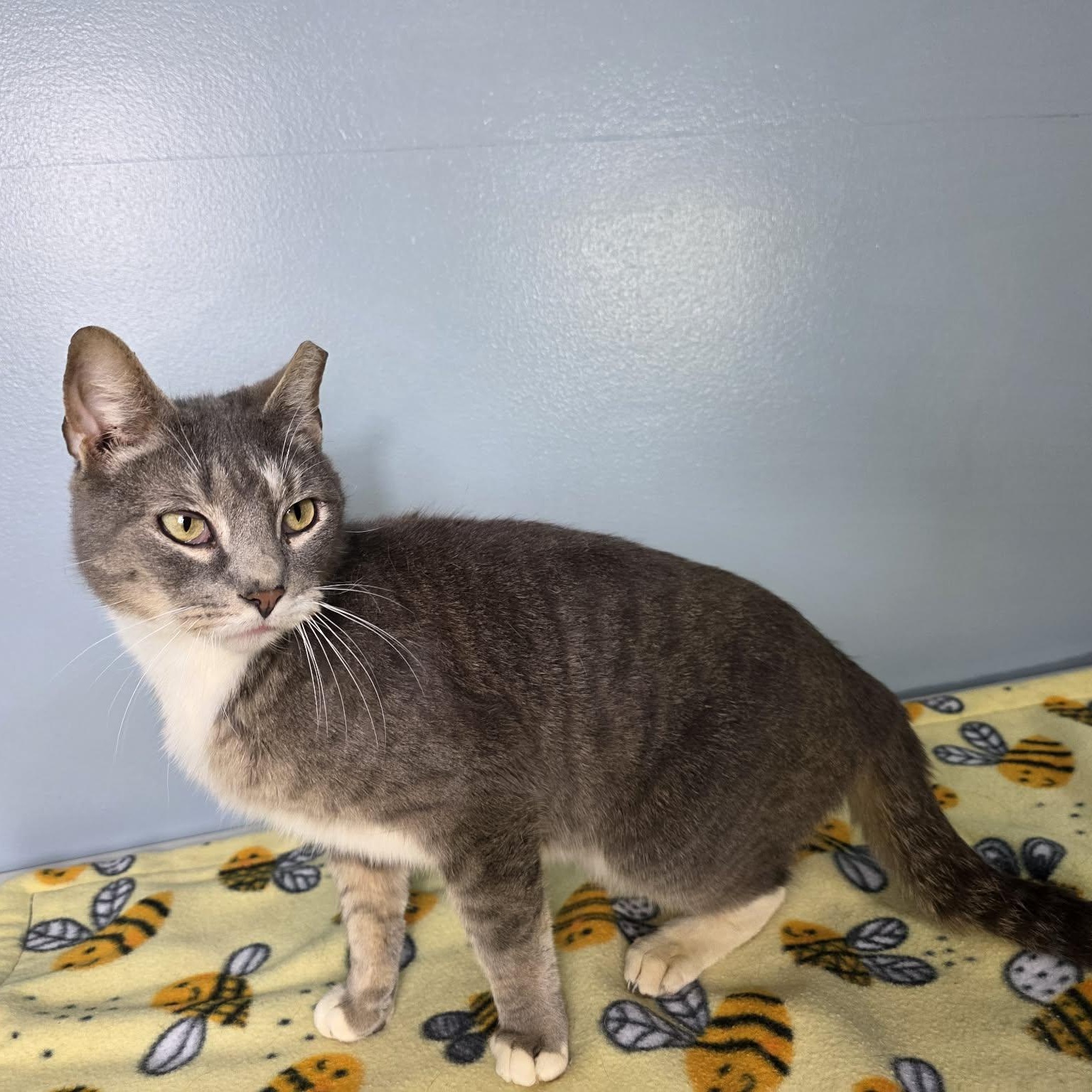 Enlarge Purrtrick, an adopted mixed breed in Greensburg, PA image 3/3