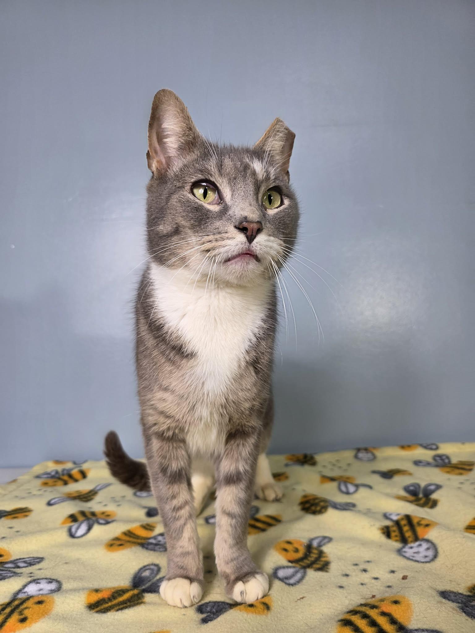 Enlarge Purrtrick, an adopted mixed breed in Greensburg, PA image 1/3