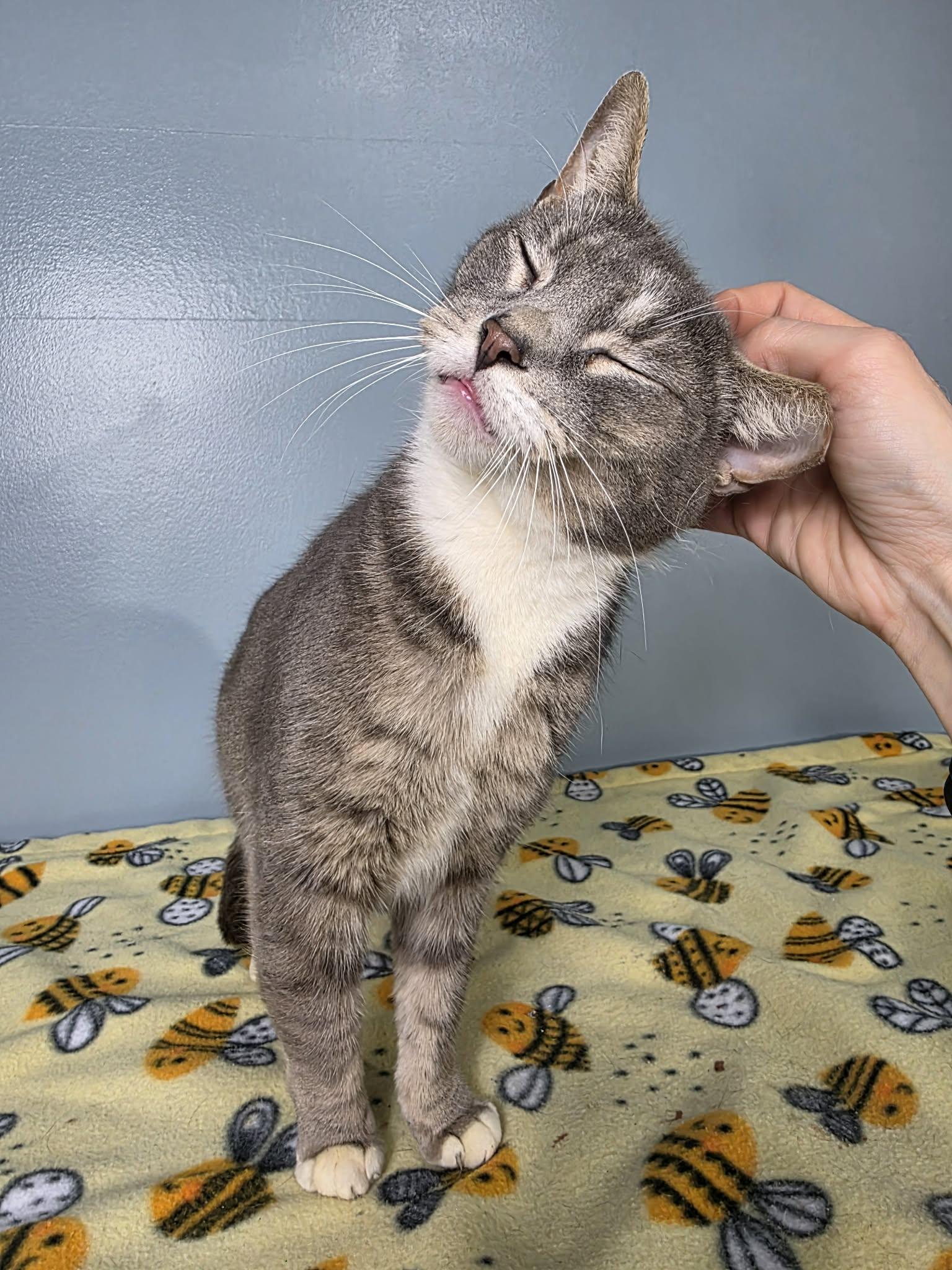 Enlarge Purrtrick, an adopted mixed breed in Greensburg, PA image 2/3