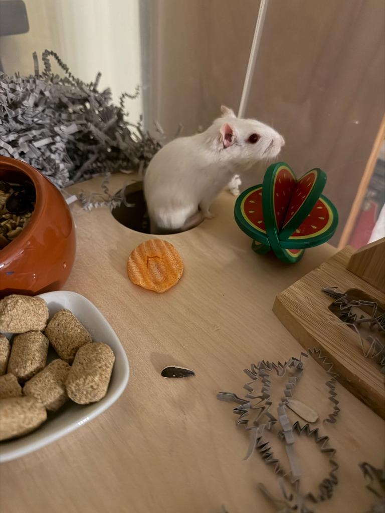 Waylon Jennings, Adoptable, Baby Male Gerbil.
