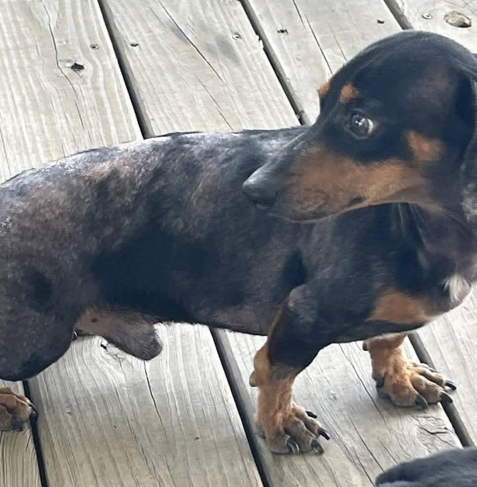 Prospect Pete LA, Adoptable, Adult Male Dachshund.