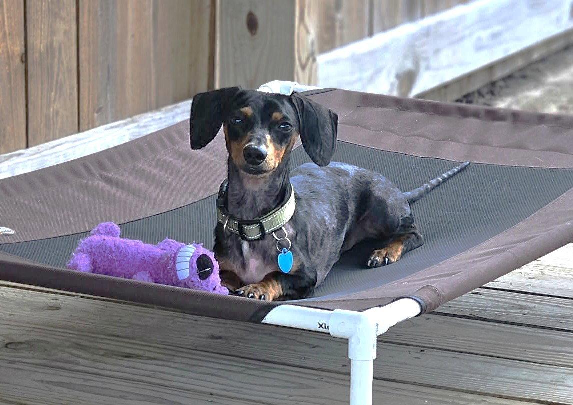 Enlarge Prospect Pete LA, a Adoptable Dachshund in Boonton, NJ image 1/3