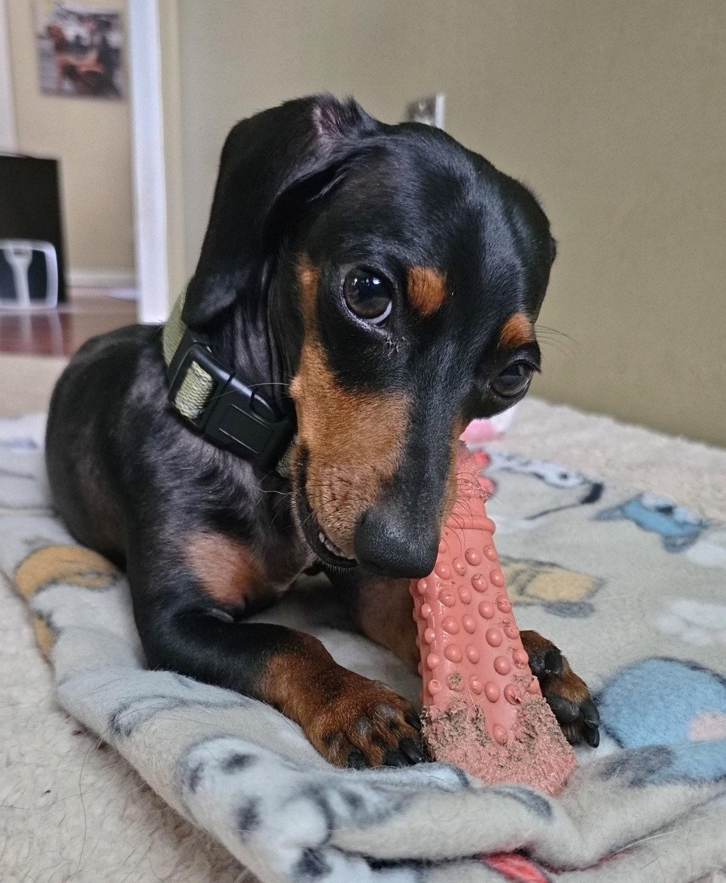 Prospect Pete LA, Adoptable, Adult Male Dachshund.