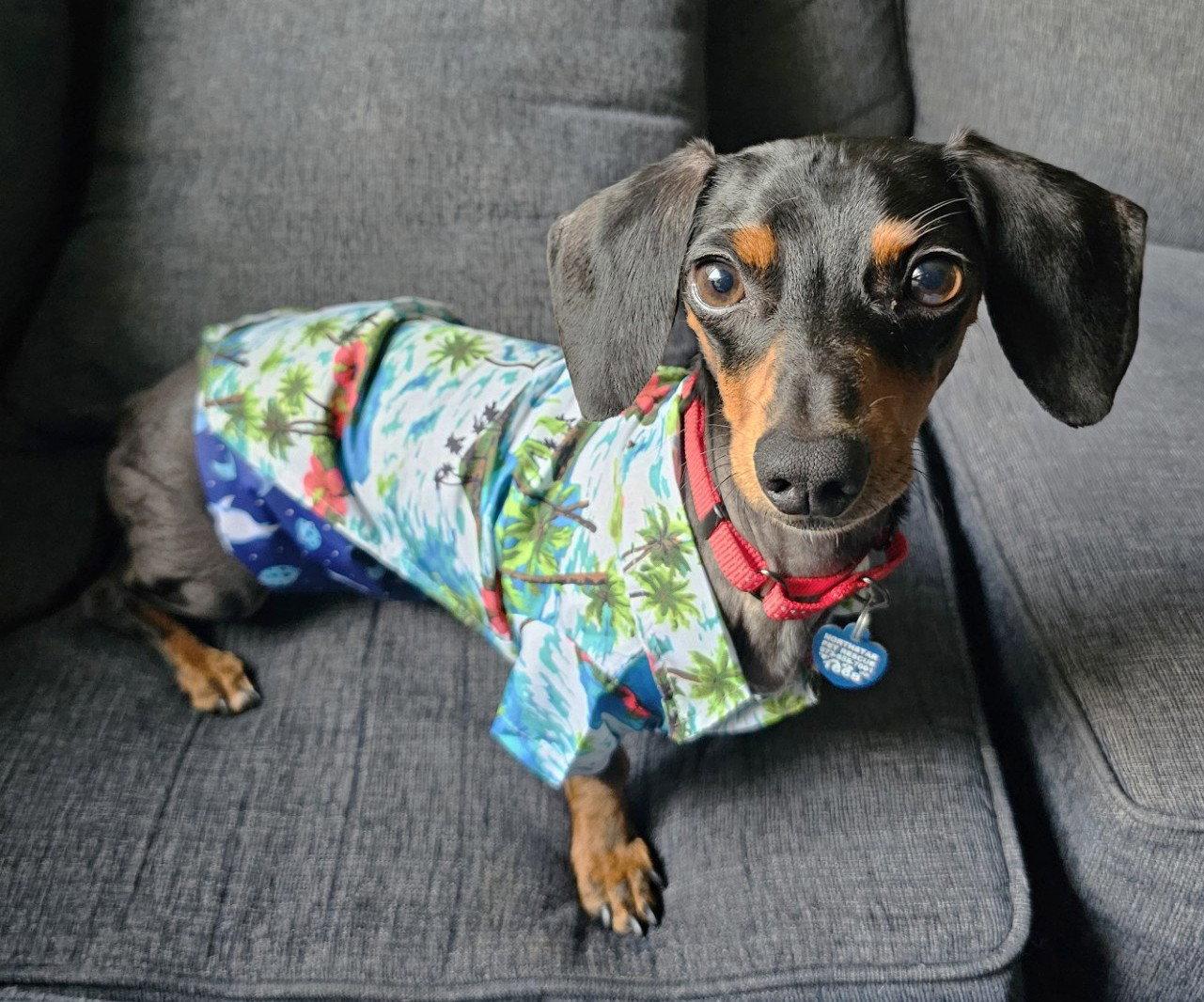Enlarge Prospect Pete LA, a Adoptable Dachshund in Boonton, NJ image 2/3