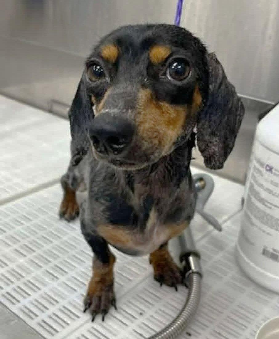 Prospect Pete LA, a Adoptable Dachshund in Boonton, NJ image 2/2