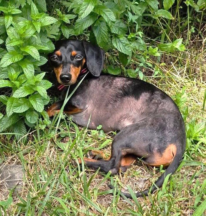 Enlarge Prospect Pete LA, a Adoptable Dachshund in Boonton, NJ image 3/3