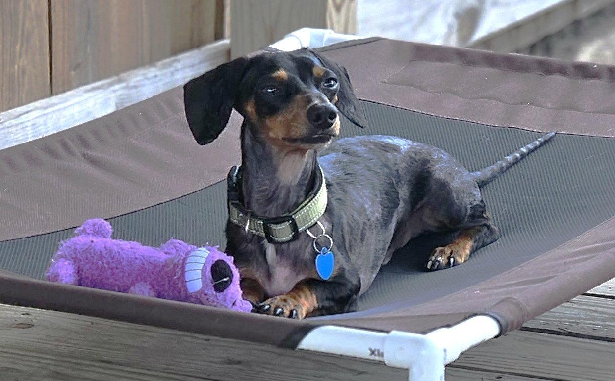 Enlarge Prospect Pete LA, a Adoptable Dachshund in Boonton, NJ image 3/3