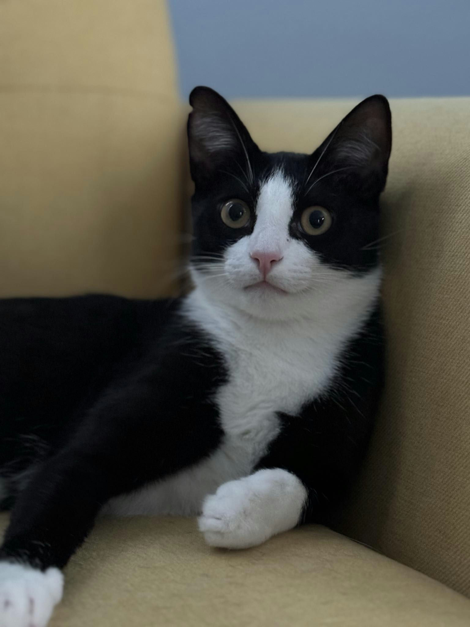 Enlarge Buddy, a Adoptable mixed breed in Houston, TX image 2/6