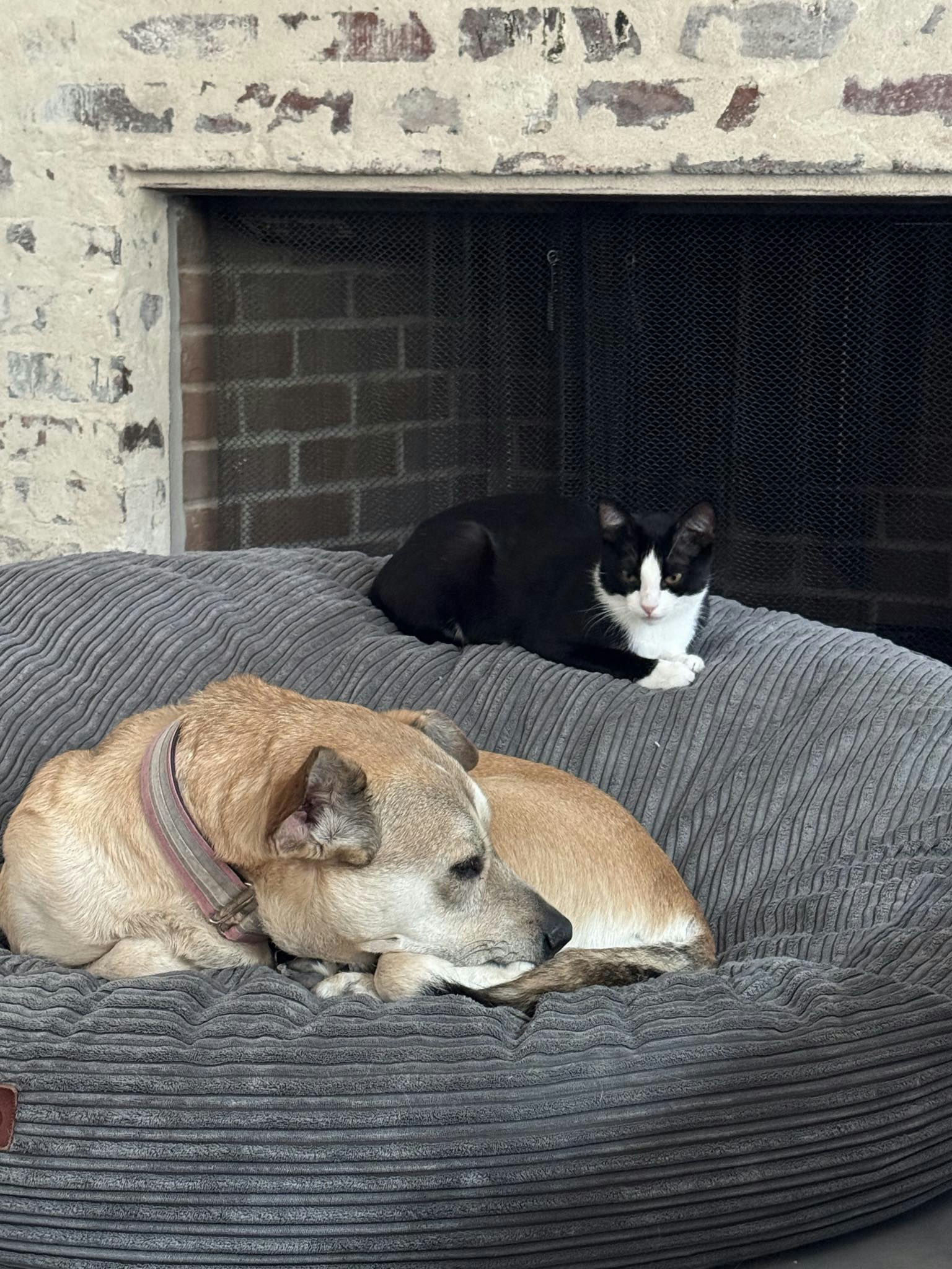 Enlarge Buddy, a Adoptable mixed breed in Houston, TX image 6/6