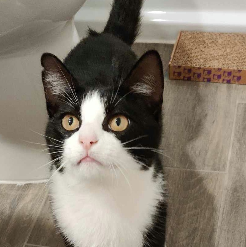 Buddy, Adoptable, Young Male Domestic Short Hair & Tuxedo.