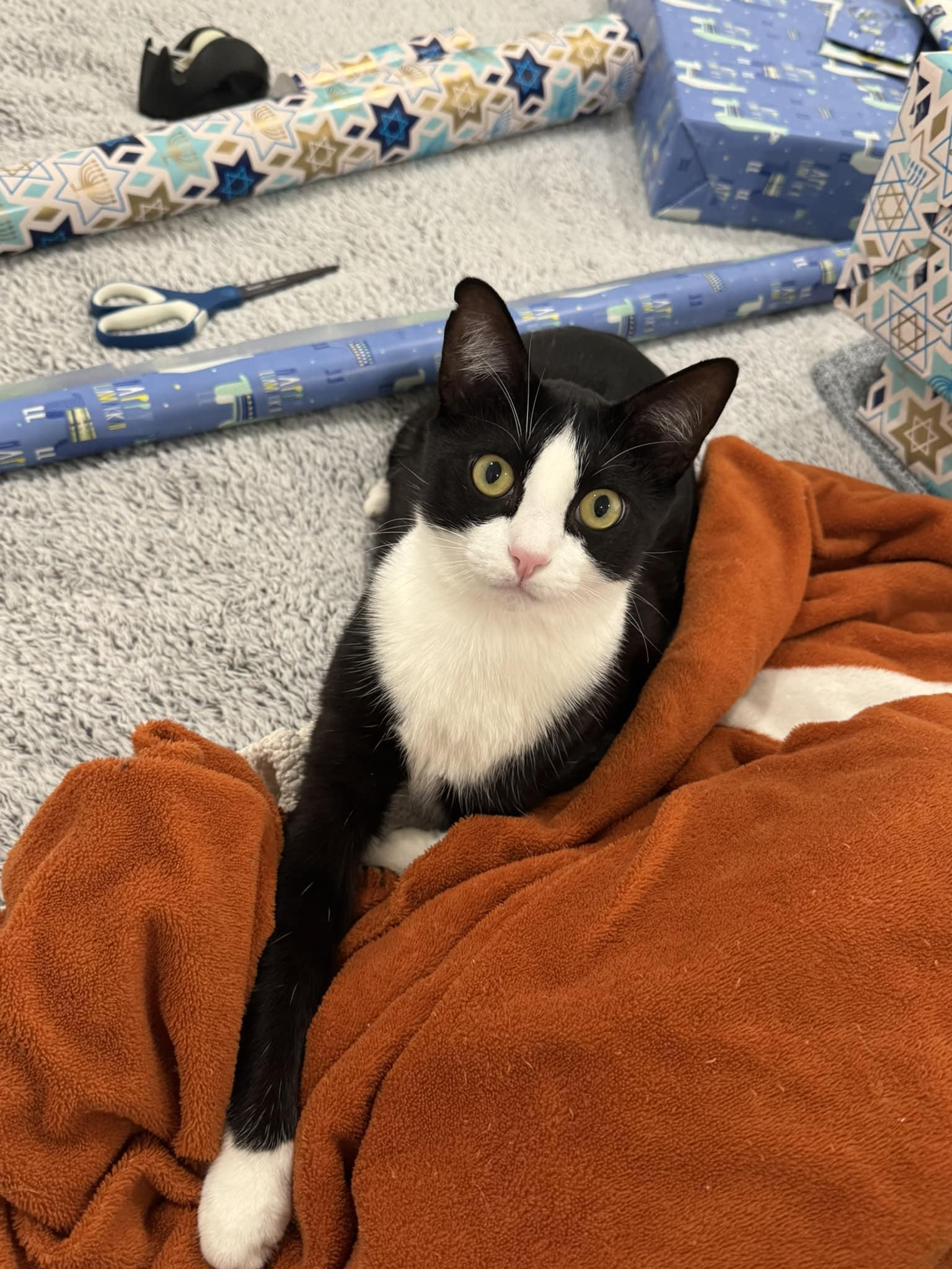 Buddy, Adoptable, Young Male Domestic Short Hair & Tuxedo.