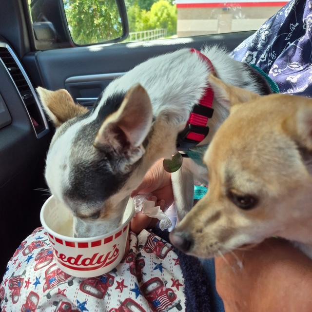 Enlarge Mickey and Minnie, a Adoptable Chihuahua in Irmo, SC image 3/3