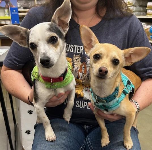 Enlarge Mickey and Minnie, a Adoptable Chihuahua in Irmo, SC image 1/3
