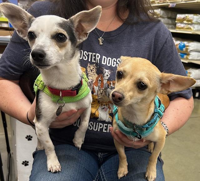 Mickey and Minnie, Adoptable, Young Female Chihuahua.