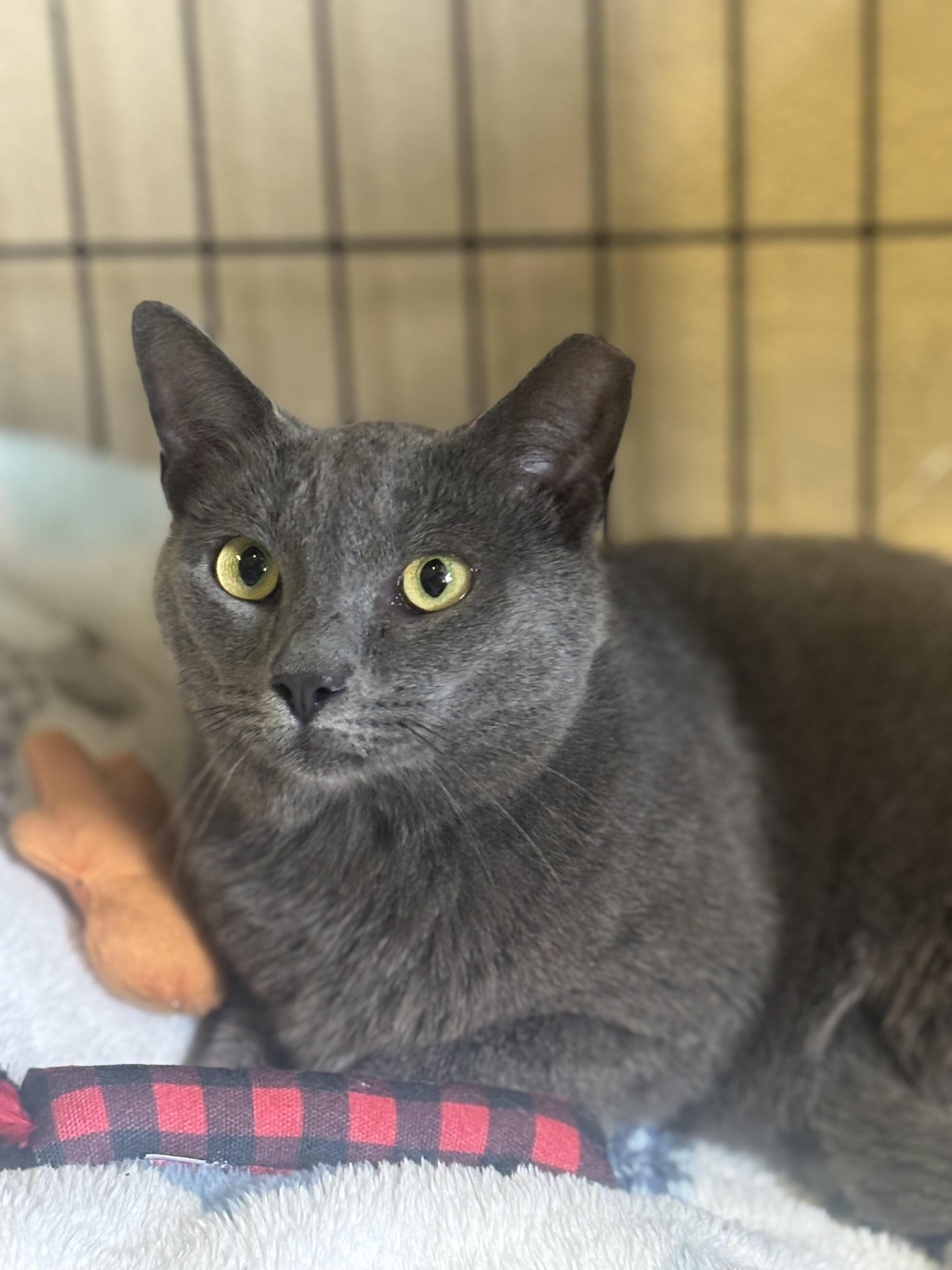 Sailor, an adopted Domestic Short Hair in Statesboro, GA image 2/2