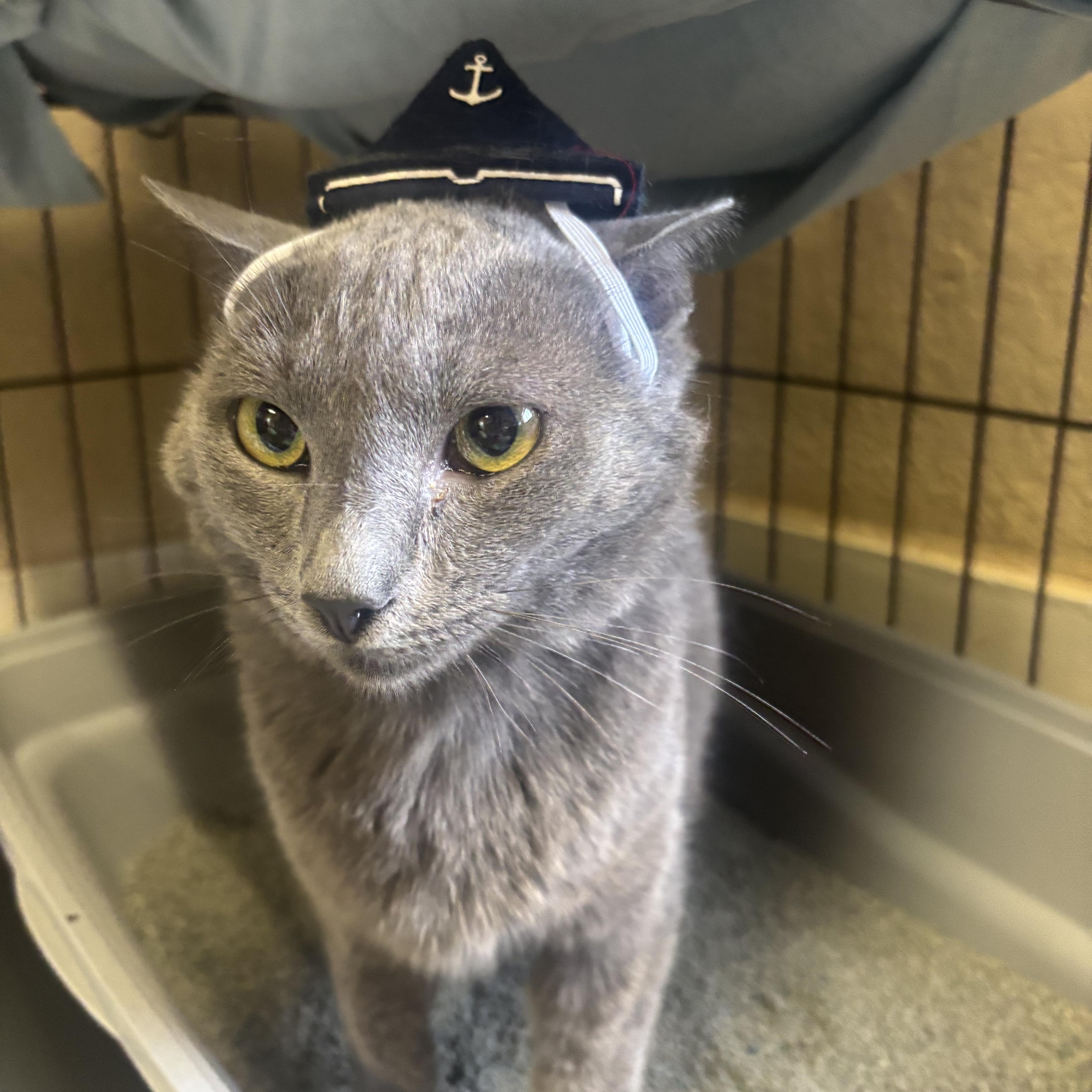 Sailor, an adopted Domestic Short Hair in Statesboro, GA image 1/2