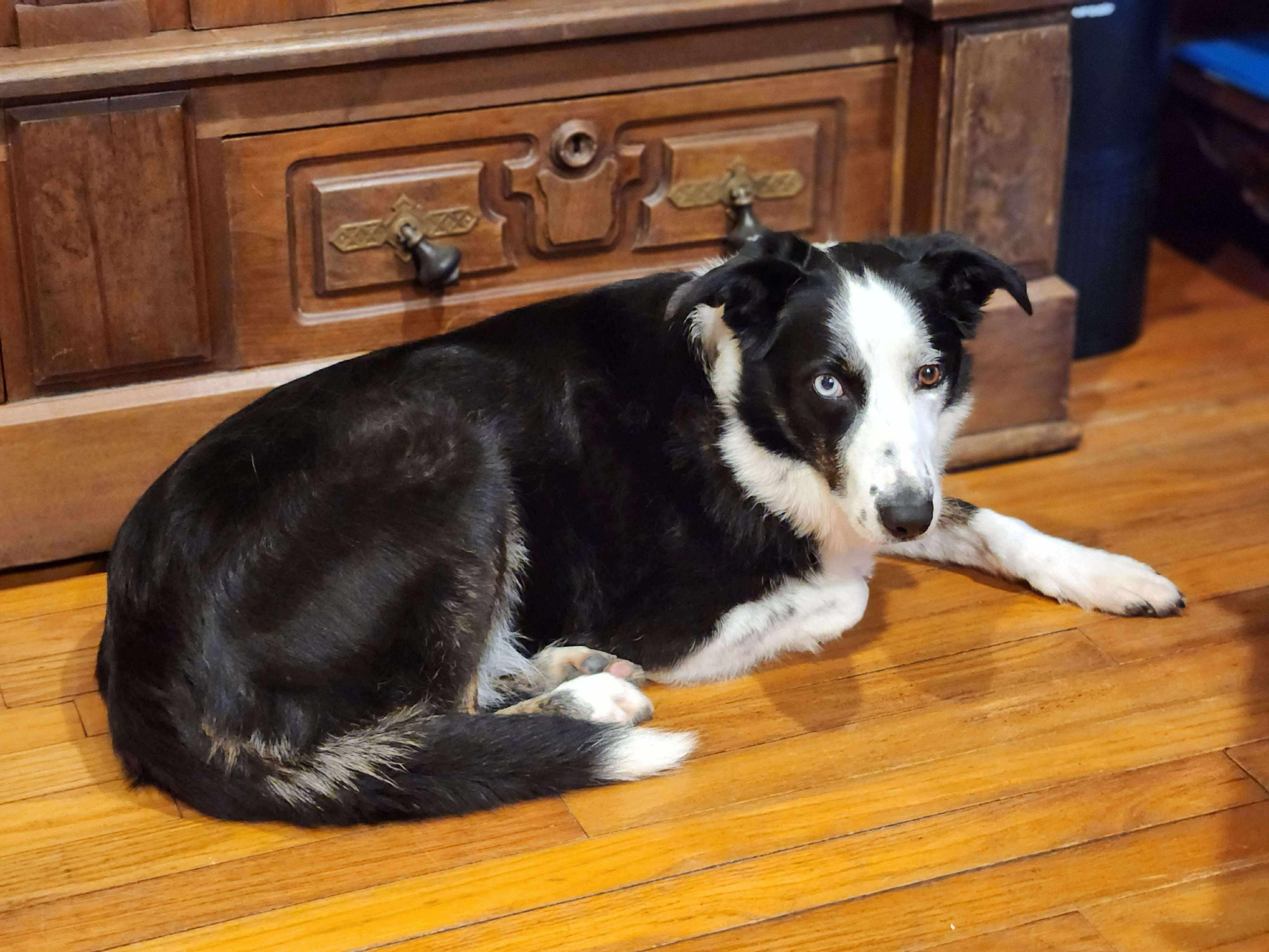 Enlarge Indie, a Adopted Border Collie in Cordova, TN image 1/2