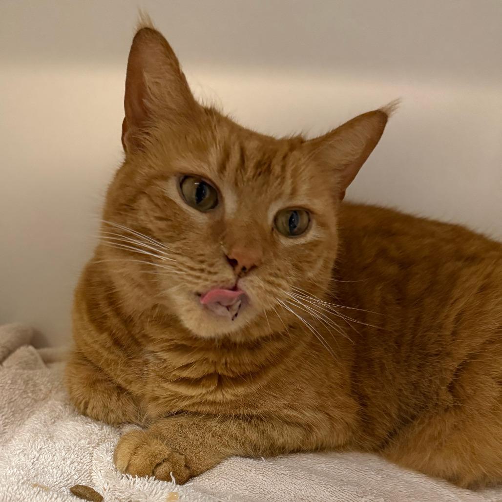 Enlarge Hollar, a Adoptable Domestic Short Hair in Philadelphia, PA image 2/6