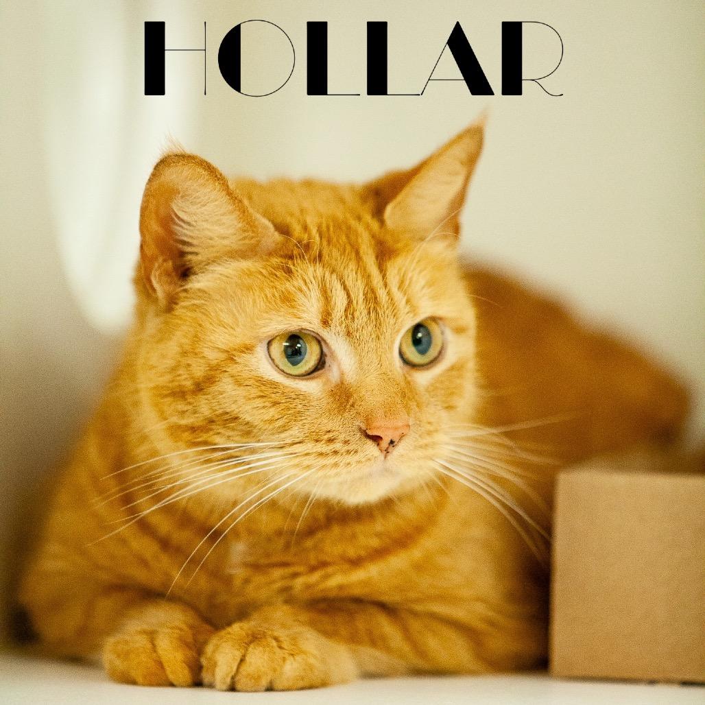 Enlarge Hollar, a Adoptable Domestic Short Hair in Philadelphia, PA image 3/6