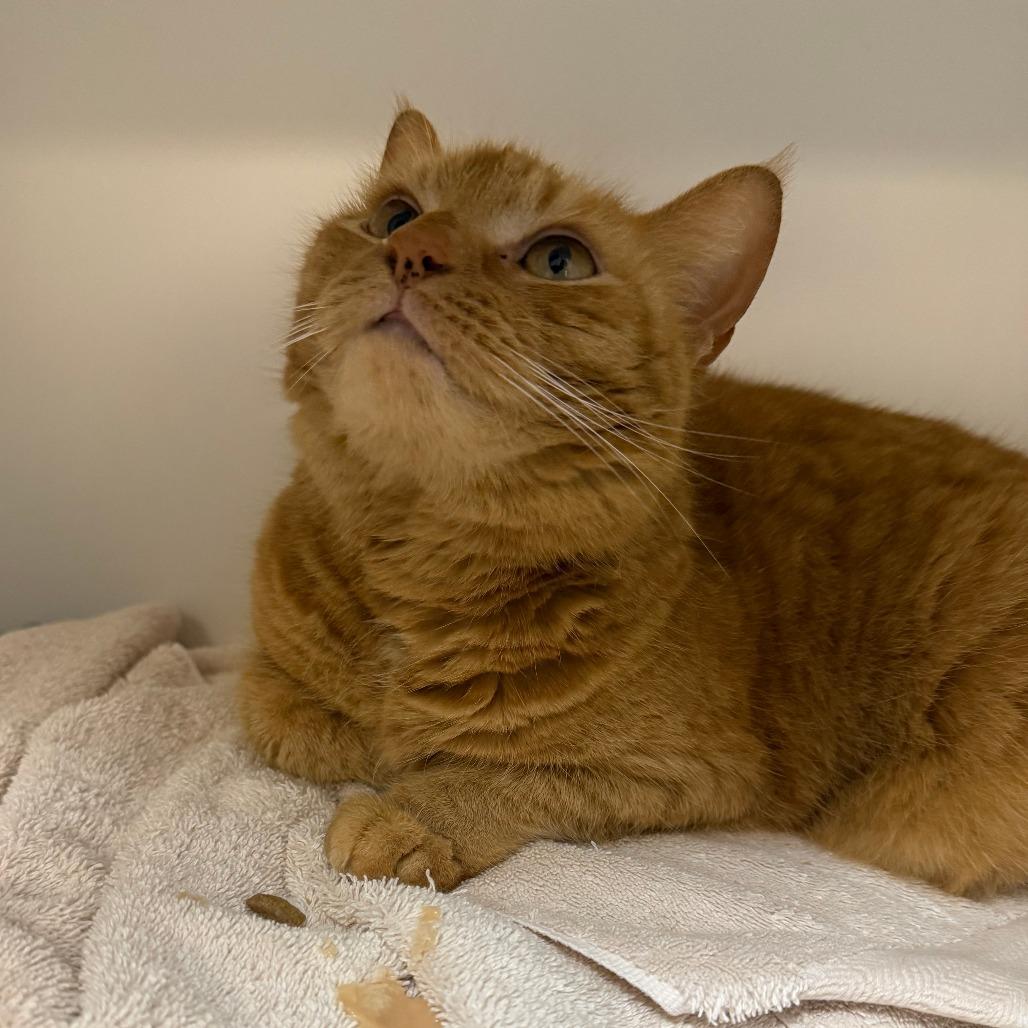 Enlarge Hollar, a Adoptable Domestic Short Hair in Philadelphia, PA image 4/6
